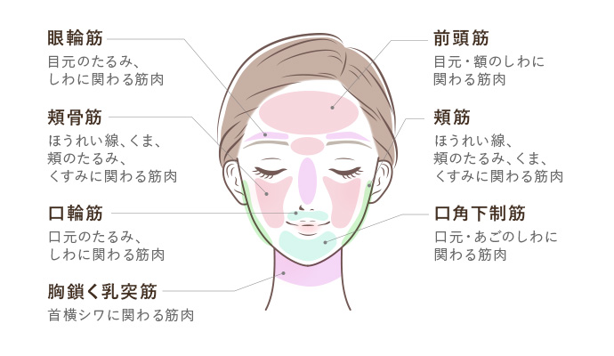 眼輪筋 目元のたるみ、しわに関わる筋肉 頬骨筋 ほうれい線、くま、頬のたるみ、くすみに関わる筋肉 口輪筋 口元のたるみ、しわに関わる筋肉 胸鎖く乳突筋 首横シワに関わる筋肉 前頭筋 目元・額のしわに関わる筋肉 頬筋 ほうれい線、頬のたるみ、くま、くすみに関わる筋肉 口角下制筋 口元・あごのしわに関わる筋肉